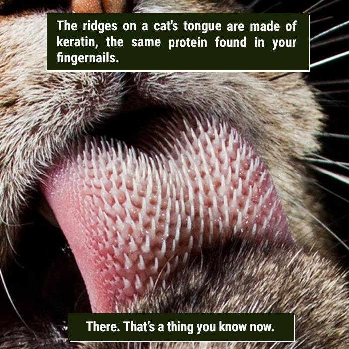 Close-up of a cat’s tongue showing keratin ridges, highlighting a weird nature fact that is hard for us to handle.
