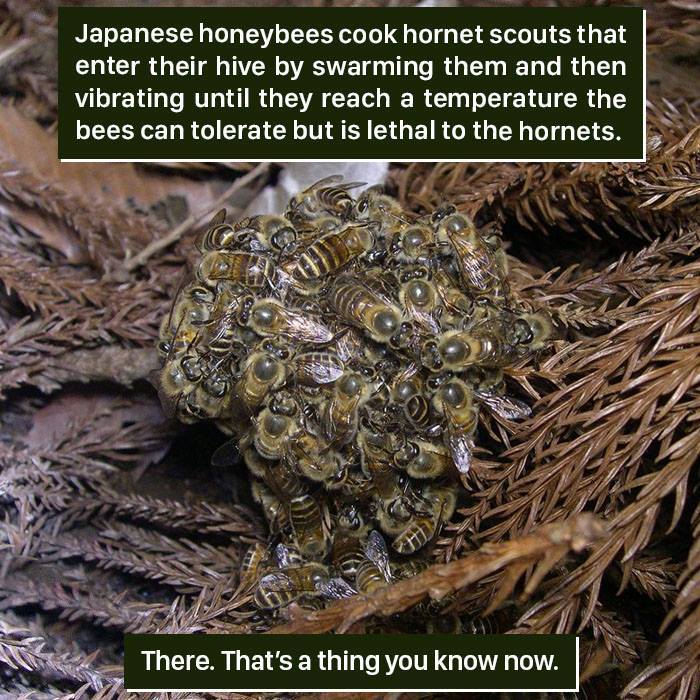 Japanese honeybees swarm and vibrate hornet scouts to raise temperature, showing nature's weird survival tactics.