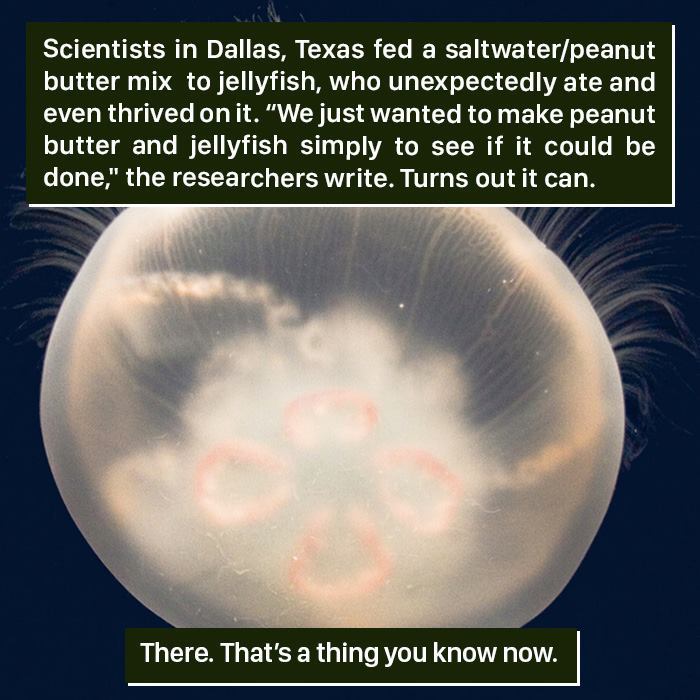 Jellyfish thriving on a saltwater and peanut butter mix, showing nature’s weird adaptability beyond expectations.
