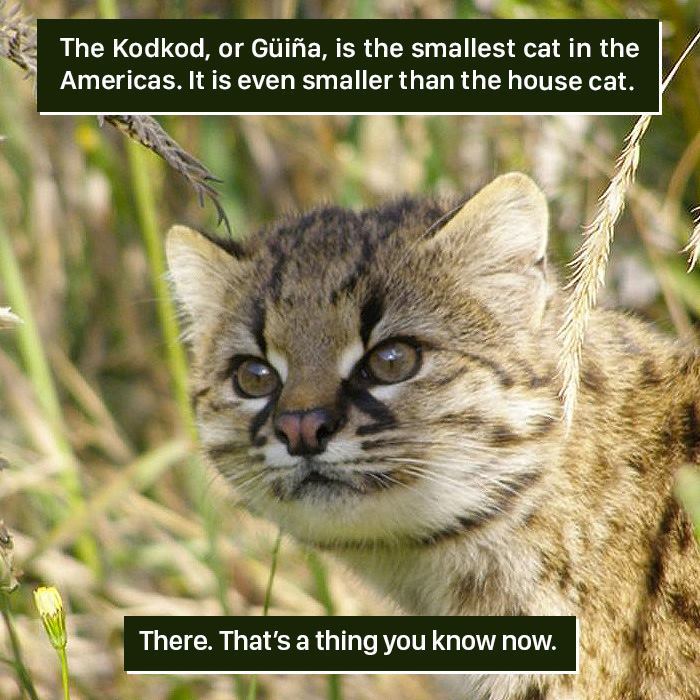 A close-up of the Kodkod cat, the smallest wild cat in the Americas, showcasing nature's weird and unique creatures.