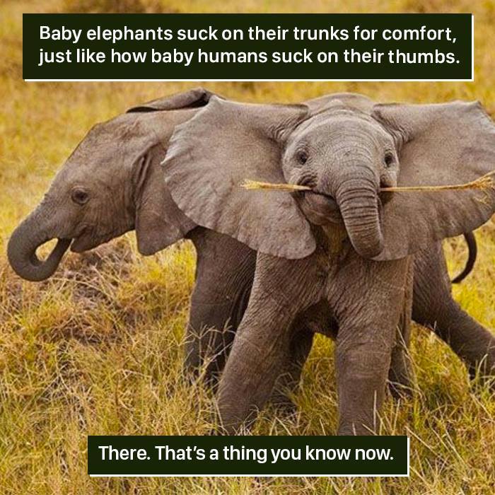 Two baby elephants in a grassy field, one sucking its trunk for comfort, showing nature’s weird behaviors.