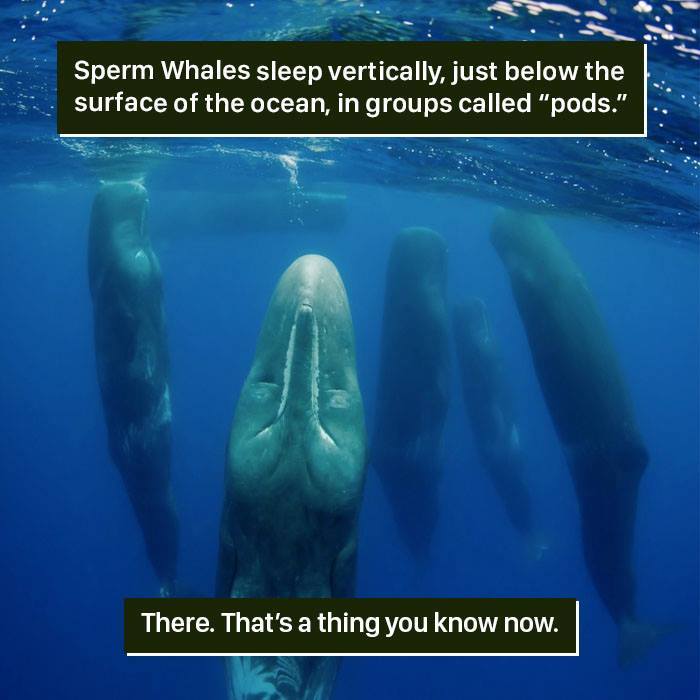 S***m whales sleeping vertically underwater in pods showing one of nature’s weird and fascinating behaviors.