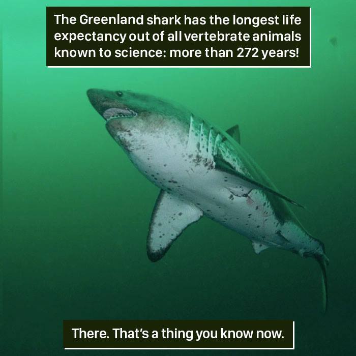 Greenland shark swimming underwater, showcasing one of nature's weirdest creatures with an extreme lifespan of over 272 years.