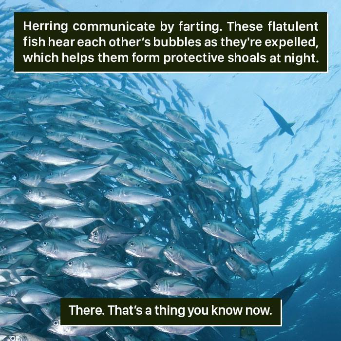 School of herring fish communicating underwater through bubbles, showcasing weird nature behavior in fish shoal formation.