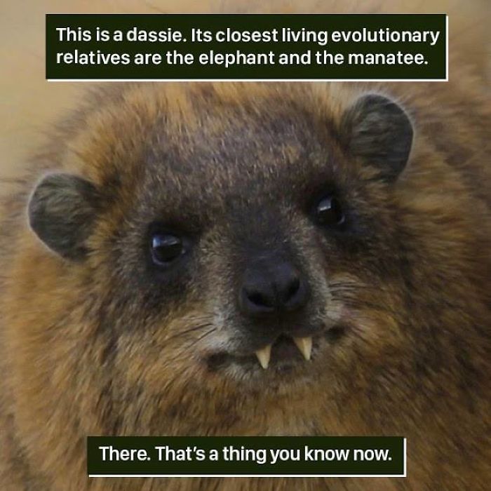 Close-up of a dassie with sharp teeth, showcasing one of nature's weird evolutionary relatives of elephants and manatees.