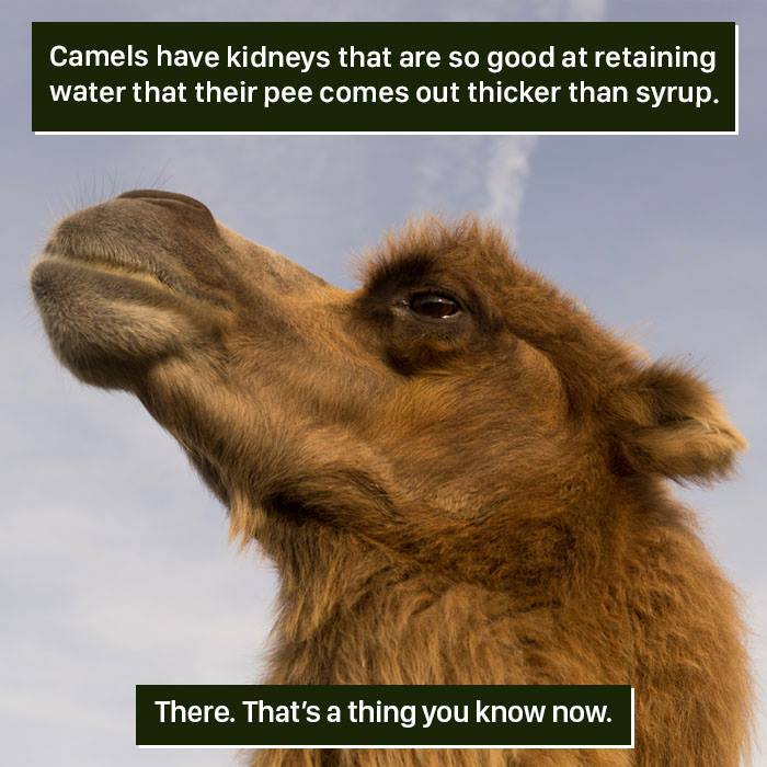 Camel close-up showcasing unique kidney function that retains water, highlighting weird nature facts humans find hard to handle.