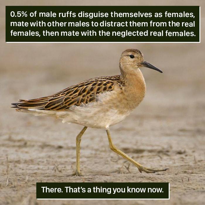 Male ruffs disguise as females to mate, a strange nature behavior showing how weird nature can be to handle.