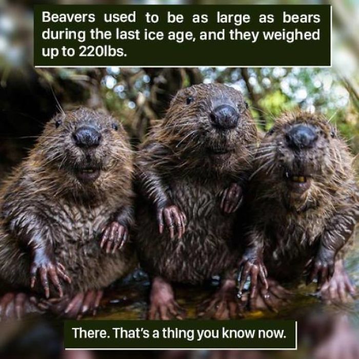 Three wet beavers with a caption about giant beavers weighing up to 220 pounds in nature’s weird moments.