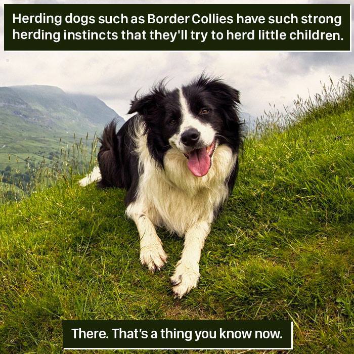 Border Collie lying on grassy hill, showcasing nature's weird herding instincts toward children in an outdoor setting.