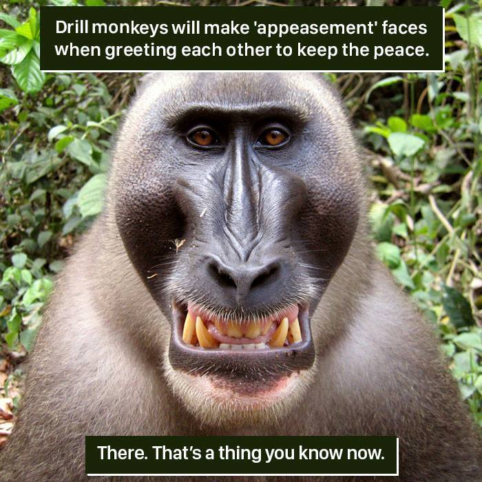Drill monkey showing appeasement face in nature, an example of how nature can be weird and surprising to us.