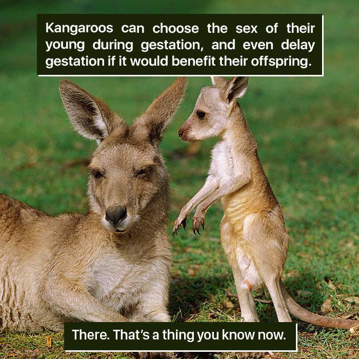 Kangaroos in nature can choose offspring s*x and delay gestation, showing how weird nature can truly be.