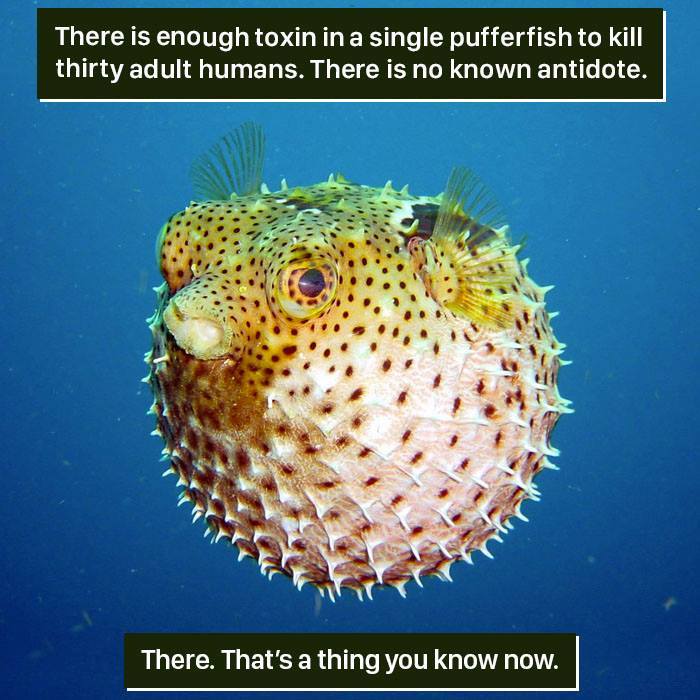 Pufferfish underwater with spikes, highlighting nature's weirdness and deadly toxins with no known antidote.