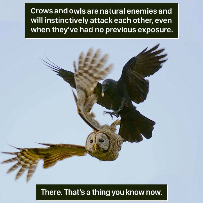 Owl and crow in mid-air conflict, showcasing nature's weird and instinctive animal behavior in the wild.
