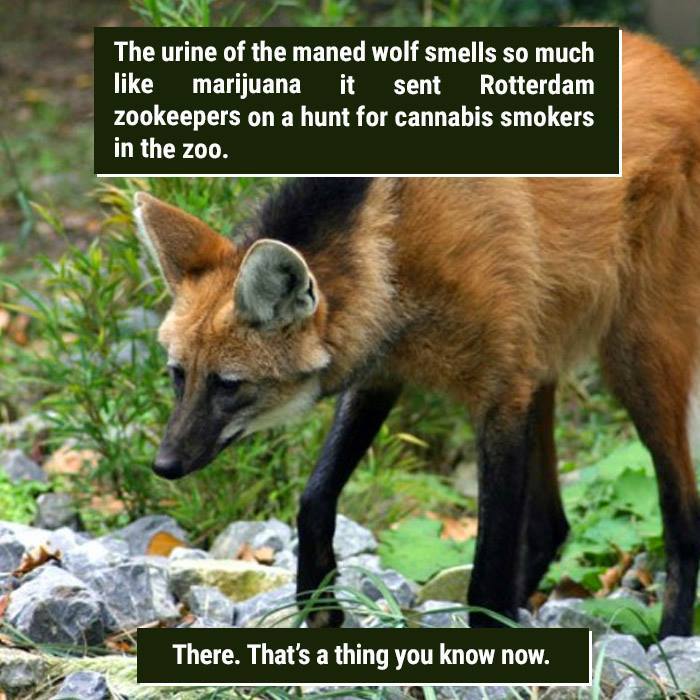 Maned wolf in natural habitat with text about its urine smelling like m*******a, showcasing nature's weirdness.