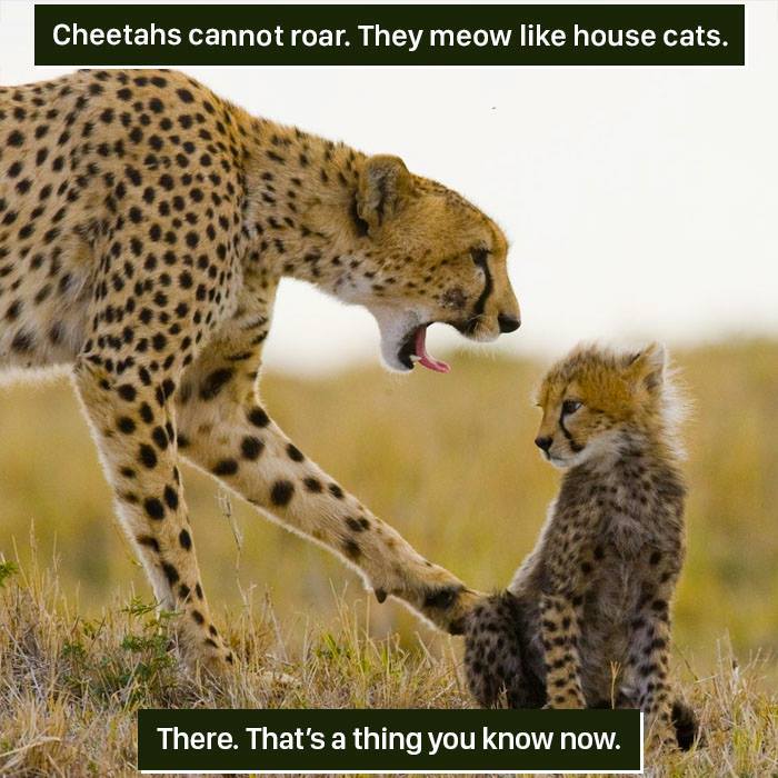 Adult cheetah meowing at a cub in the wild, showcasing one of the weirdest nature facts we can hardly handle.
