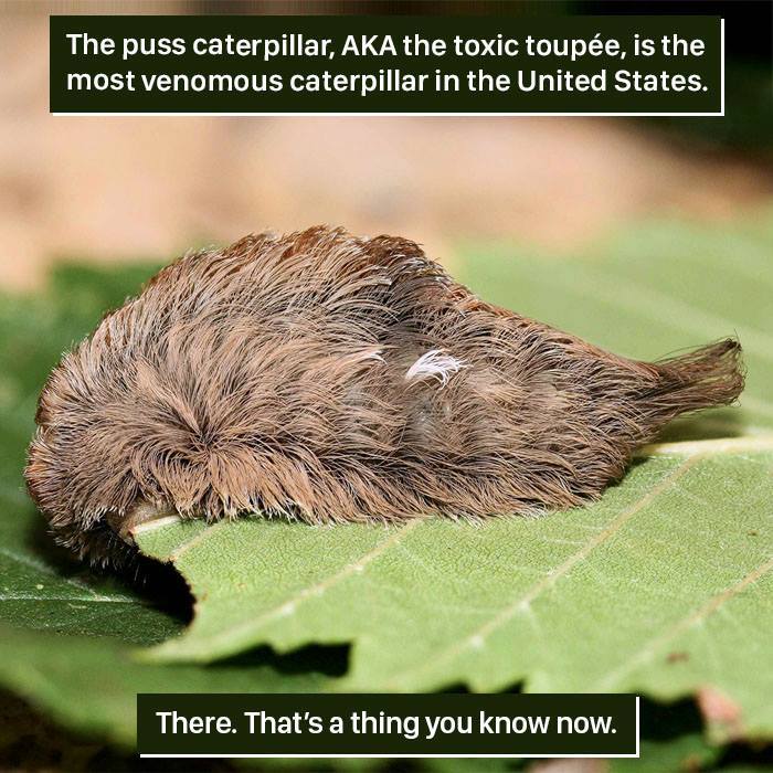 Puss caterpillar, a venomous insect, resting on a green leaf showing nature's strange and weird creatures.