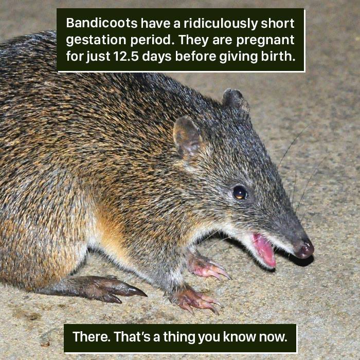 Bandicoot with short 12.5-day gestation period showing unusual nature facts too weird to handle.