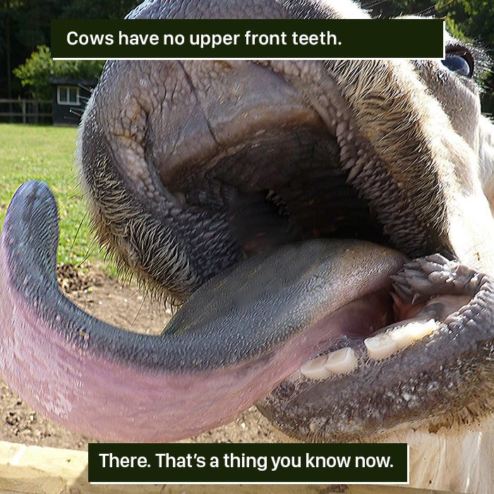 Close-up of a cow’s mouth showing lack of upper front teeth, demonstrating weird facts from nature.