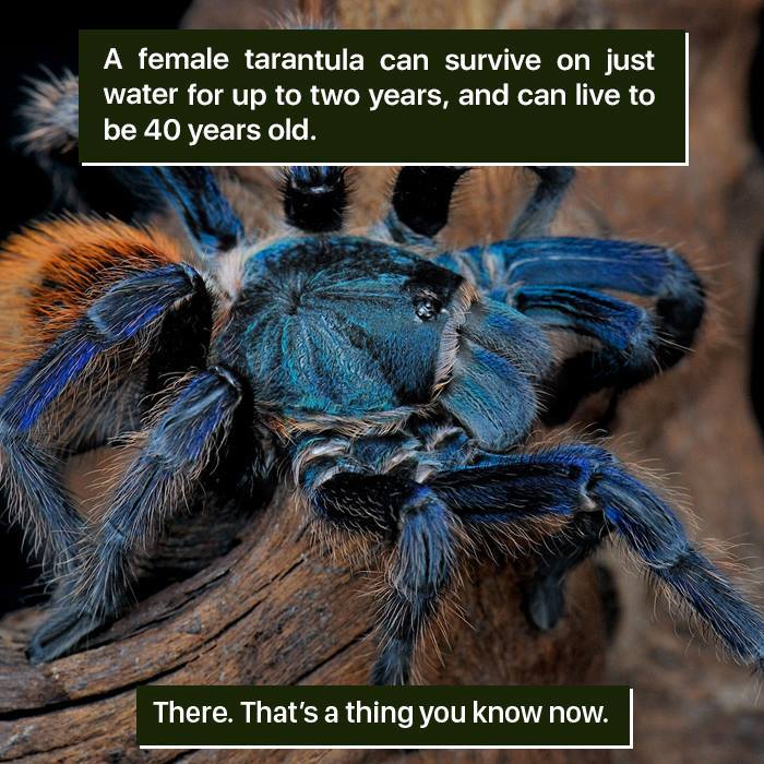 Close-up of a blue female tarantula showing nature's weird survival traits in the animal kingdom.