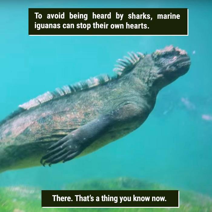 Marine iguana swimming underwater showing one of the weirdest nature facts about stopping their hearts.