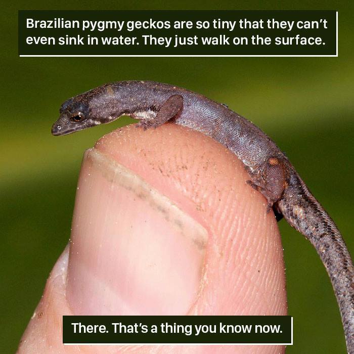 Brazilian pygmy gecko perched on a fingertip, demonstrating unusual nature and tiny size you won't believe.