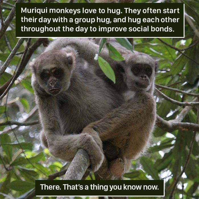 Two muriqui monkeys hugging on tree branches, showing unusual social behavior in nature's weird moments.
