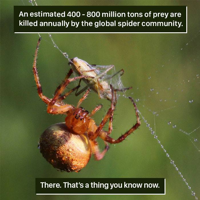 Spider capturing prey in its web, showcasing nature's weird and fascinating behavior in the animal kingdom.