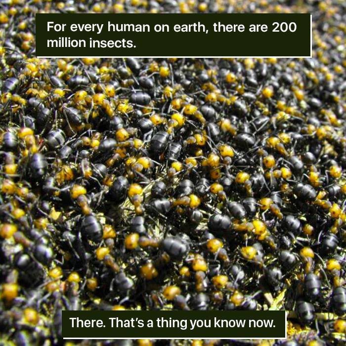 A close-up of hundreds of black and yellow insects clustered together, showcasing nature's weirdness in abundance.