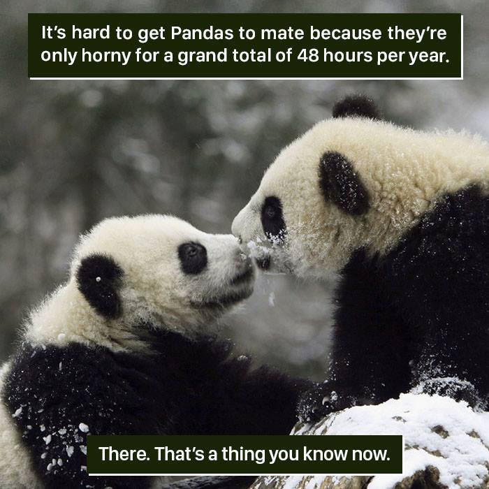 Two pandas interact in the snow, highlighting one of nature's weird behaviors that challenge human understanding.
