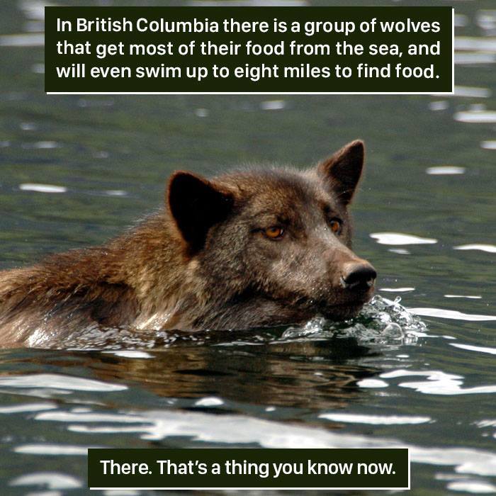 Wolf swimming in water in British Columbia, showcasing nature's weird and surprising animal behaviors.