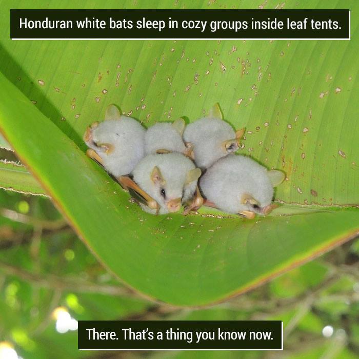 Honduran white bats sleeping in groups inside a leaf tent, showcasing strange and unusual nature behavior.