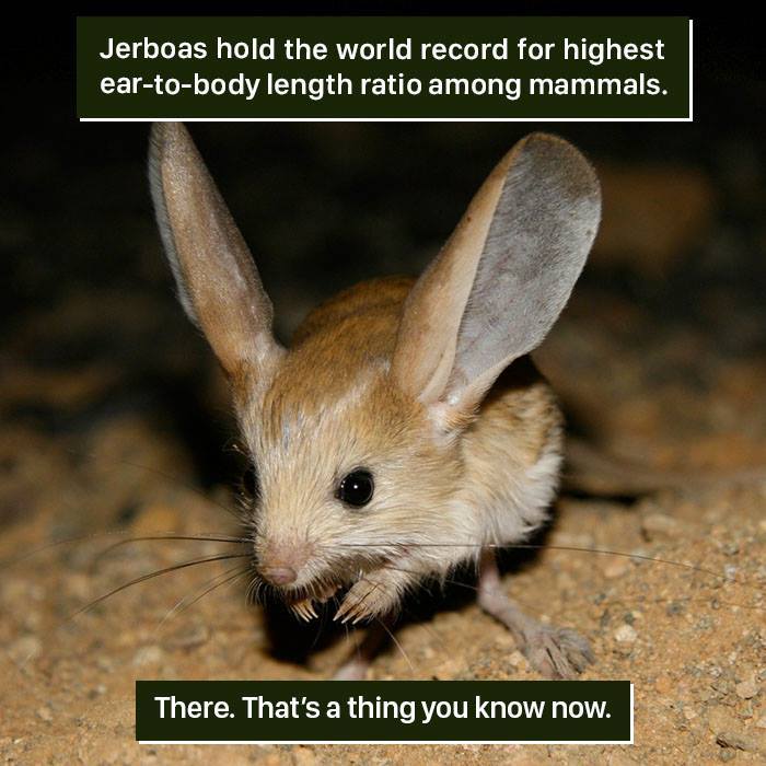 Jerboa with the highest ear-to-body length ratio among mammals showcasing nature's weird traits up close at night.