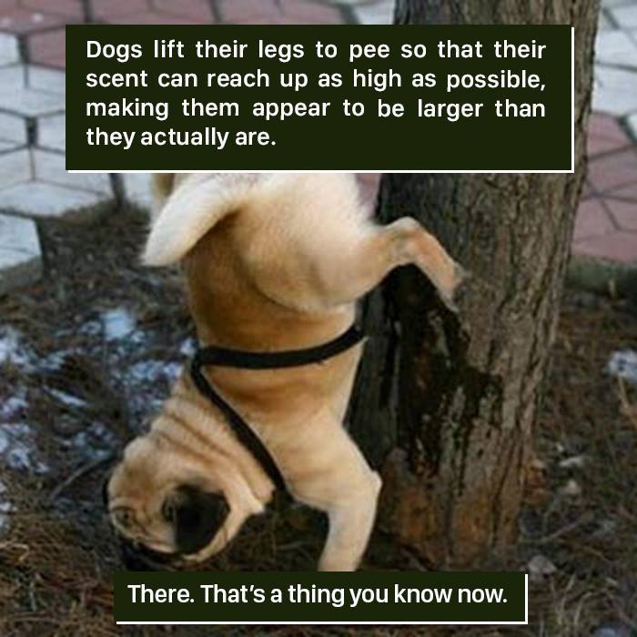 Dog lifting leg to pee on tree, demonstrating a nature behavior that makes them appear larger than they really are.