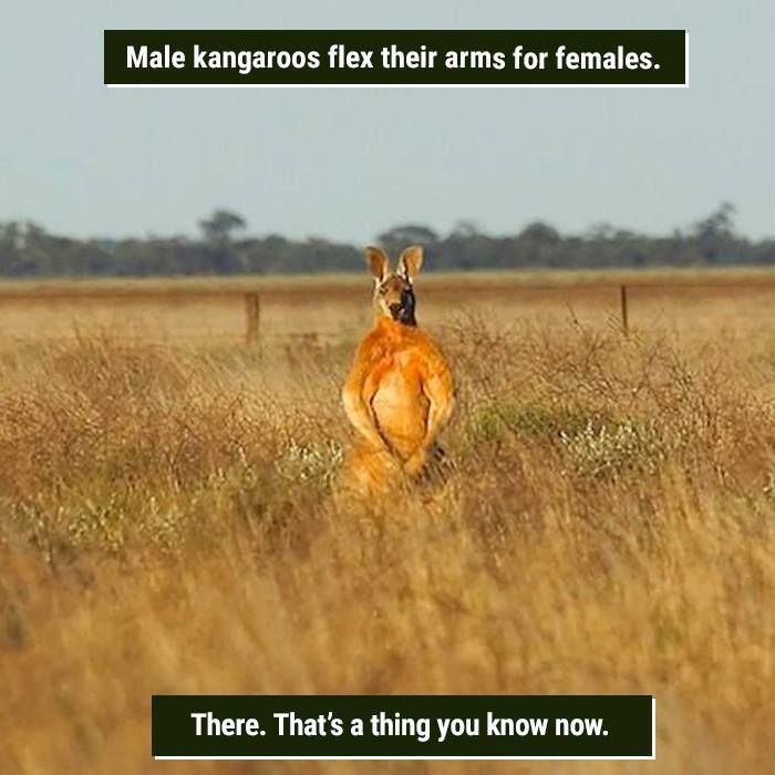 Male kangaroo flexing its arms in a field, showcasing one of nature's weird and unusual behaviors.