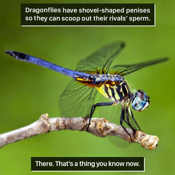 Close-up of a dragonfly perched on a branch, illustrating one of nature's weird reproductive adaptations.