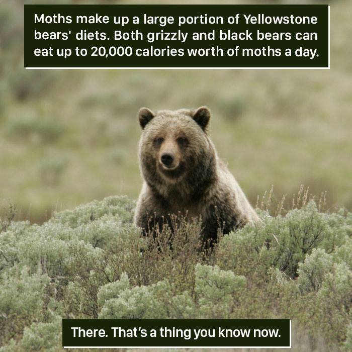 Grizzly bear in Yellowstone eating moths, showcasing one of nature's weird and fascinating survival behaviors.