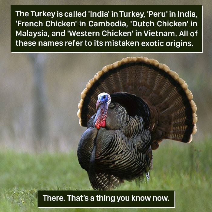 Wild turkey displaying feathers in a field, an example of nature proving it's too weird for us to handle.