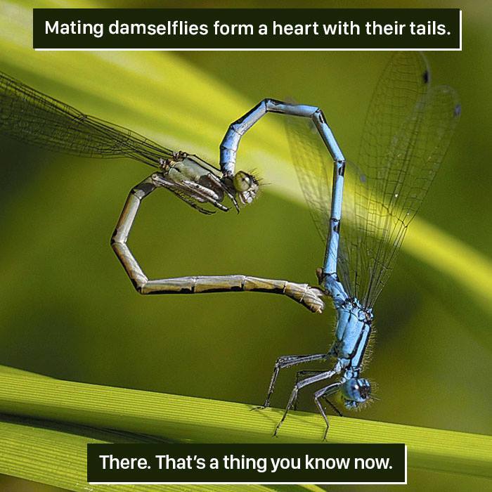 Mating damselflies forming a heart shape with their tails, showcasing nature's weird and fascinating behavior.