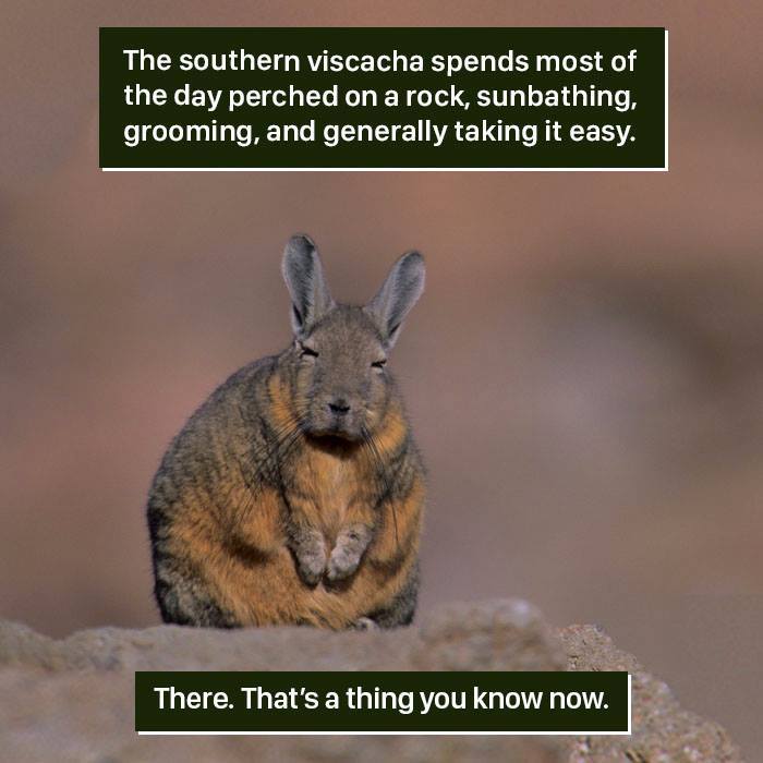 Southern viscacha perched on a rock sunbathing and grooming, showing nature proving it's too weird to handle.