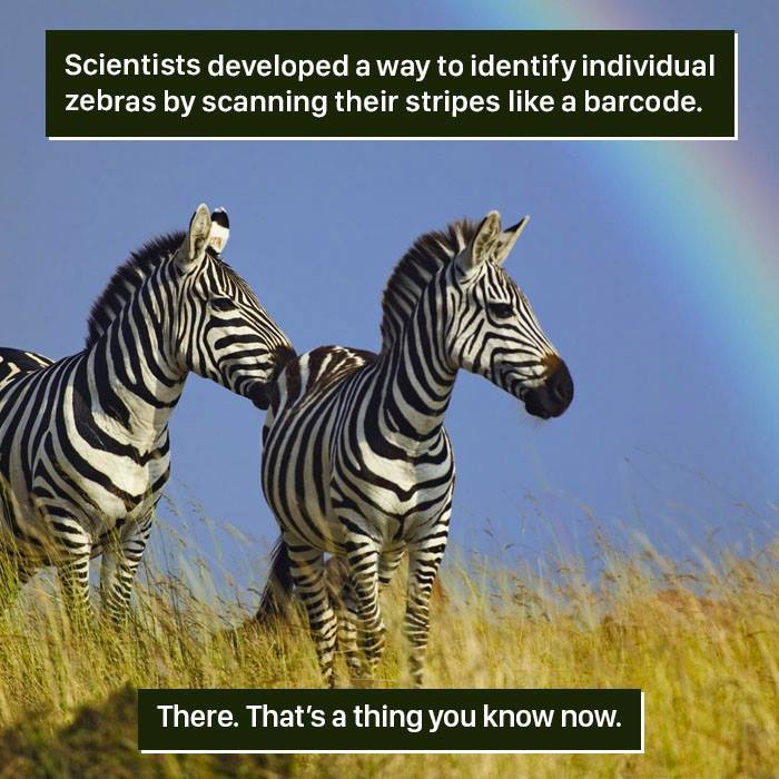 Two zebras standing in a field with a rainbow, showing nature’s weirdness in identifying zebras by their stripes.