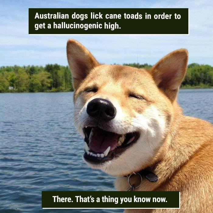 Happy dog near water with text about Australian dogs licking cane toads, showing nature proving it's too weird to handle.