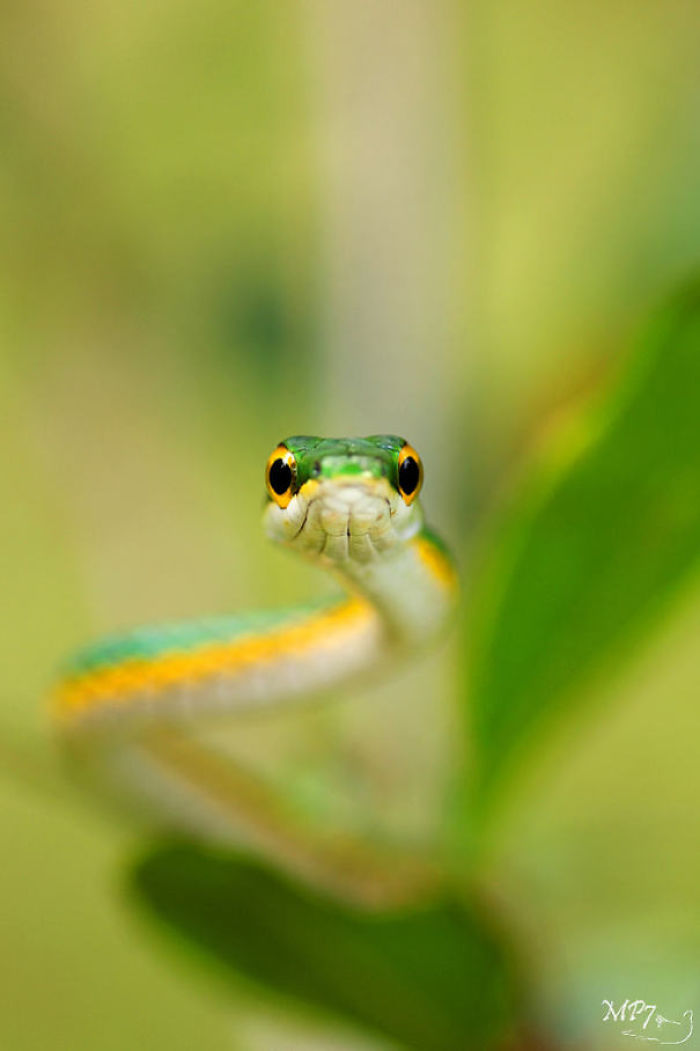 Vine Snake