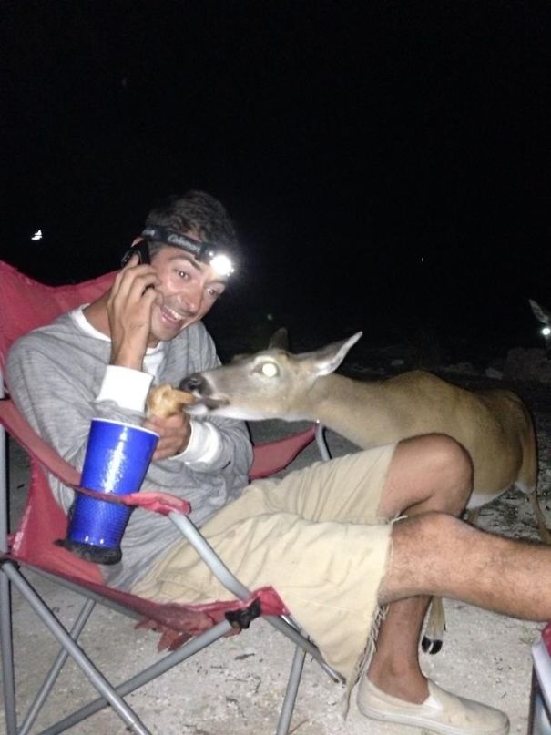 Drunk By The Campfire Eating Hotdogs When Suddenly... Deer!