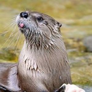 stubborn_dodo avatar