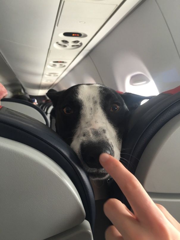 Dog On A Plane Gets Booped