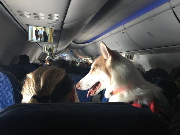 A Big Dog Had Her Own Seat On My Plane Today