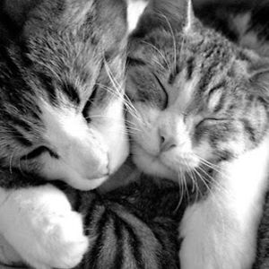 mommitudeattitude avatar