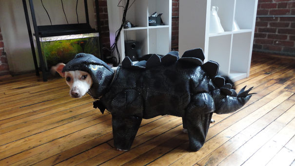 Got Drunk, Bought A Stegosaurus. No Regrets. Never Regret Dino Garb