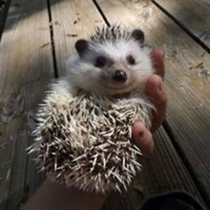 maini_kukkonen avatar