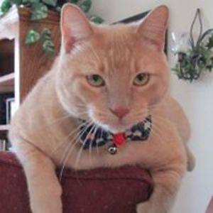 crickettaaffe avatar